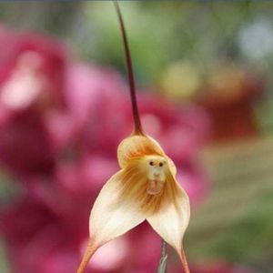 Meet your Posher, Alouchie